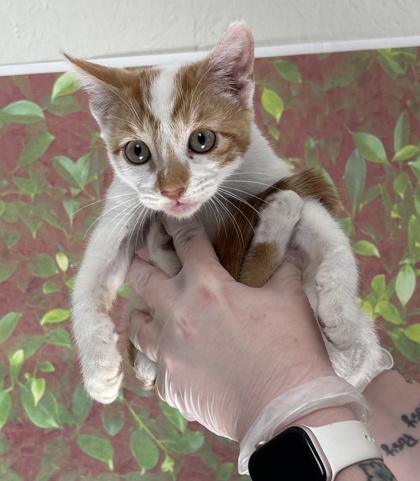 Shelter Stray Male Cat last seen Near Flanders Ave, Within Coalition, TX, 11300 Nacogdoches Rd, San Antonio, TX 78217, USA