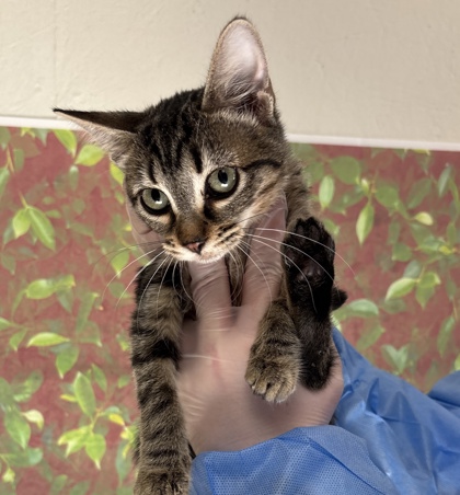 Shelter Stray Female Cat last seen Clower & San Pedro, Within Coalition, TX, 11300 Nacogdoches Rd, San Antonio, TX 78217, USA