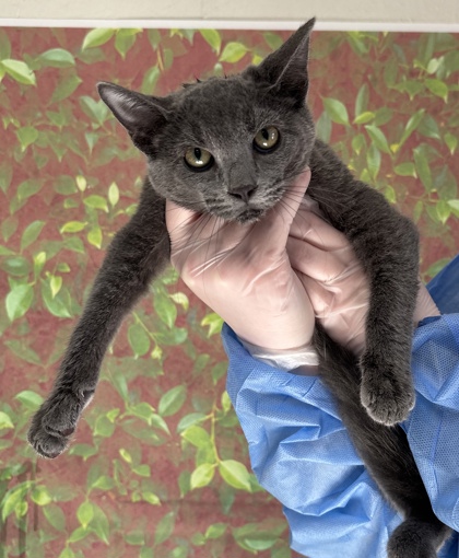 Shelter Stray Male Cat last seen Clower & San Pedro, Within Coalition, TX, 11300 Nacogdoches Rd, San Antonio, TX 78217, USA