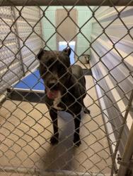 Shelter Stray Male Dog last seen learning center, City of Alvarado, TX, 602 S Pkwy Dr, Alvarado, TX 76009, USA