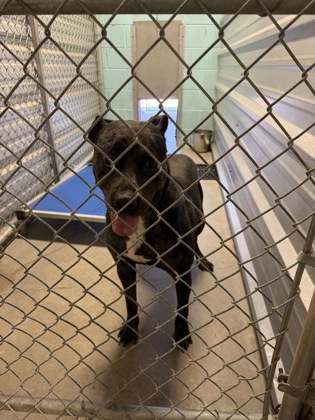 Shelter Stray Male Dog last seen learning center, City of Alvarado, TX, 602 S Pkwy Dr, Alvarado, TX 76009, USA