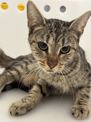 Shelter Stray Female Cat last seen Near Giles Rd, 21225, MD, 2490 Giles Rd, Baltimore, MD 21225, USA