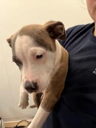 Shelter Stray Female Dog last seen Near Lake Drive SE Atlanta, 30316, 30316, GA, 3280 Chamblee Dunwoody Rd, Chamblee, GA 30341, USA