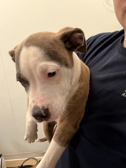 Shelter Stray Female Dog last seen Near Lake Drive SE Atlanta, 30316, 30316, GA, 3280 Chamblee Dunwoody Rd, Chamblee, GA 30341, USA