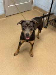 Shelter Stray Male Dog last seen Near Chamblee Tucker Rd, Atlanta, GA 30341, 30341, GA, 3280 Chamblee Dunwoody Rd, Chamblee, GA 30341, USA