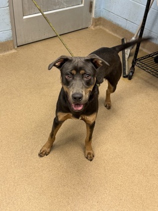 Shelter Stray Male Dog last seen Near Chamblee Tucker Rd, Atlanta, GA 30341, 30341, GA, 3280 Chamblee Dunwoody Rd, Chamblee, GA 30341, USA