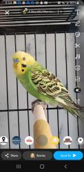 Shelter Stray Unknown Parakeet last seen Near Earlwyn Rd. Cross street Nora Rd. Cottage Gro, Cottage Grove, Town of, WI, 5132 Voges Rd, Madison, WI 53718, USA