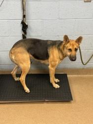 Shelter Stray Female Dog last seen Near WHITE OAK DR Decatur, 30032, 30032, GA, 3280 Chamblee Dunwoody Rd, Chamblee, GA 30341, USA