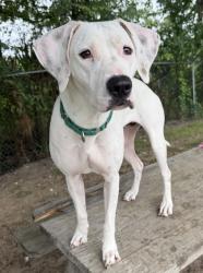 Shelter Stray Female Dog last seen N GULF AVE, Homosassa, FL, 4030 S Airport Rd, Inverness, FL 34450, USA