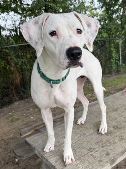 Shelter Stray Female Dog last seen N GULF AVE, Homosassa, FL, 4030 S Airport Rd, Inverness, FL 34450, USA