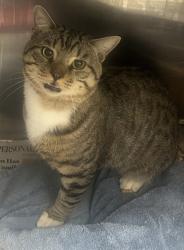 Shelter Stray Female Cat last seen Near Rockbridge Rd, 30083, GA, 3280 Chamblee Dunwoody Rd, Chamblee, GA 30341, USA