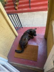 Found/Stray Male Dog last seen Near monroe street in the gated courtyard, Los Angeles, CA 90029
