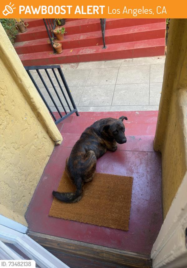 Found/Stray Male Dog last seen Near monroe street in the gated courtyard, Los Angeles, CA 90029