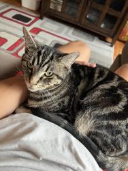 Reunited Female Cat last seen Lowe and 27th, Chicago, IL 60616