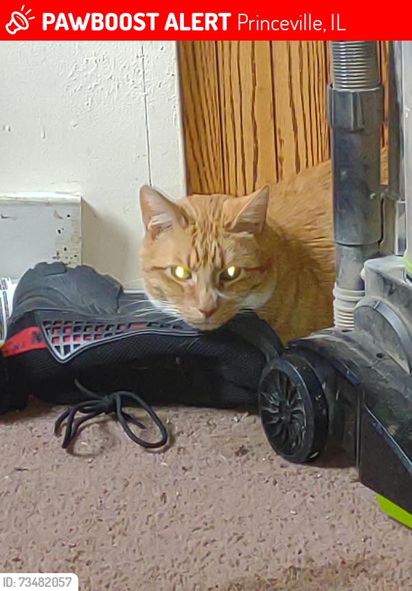 Lost Male Cat last seen Monica illinois, Princeville, IL 61559