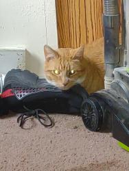 Lost Male Cat last seen Monica illinois, Princeville, IL 61559