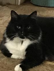 Reunited Female Cat last seen Arbor hills, Greenville, NC 27858