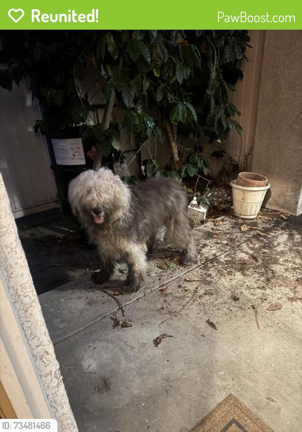 Reunited Unknown Dog last seen Hollydale area, South Gate, CA 90280
