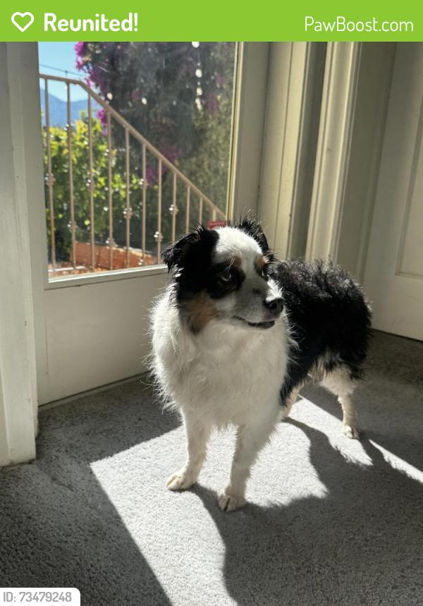 Reunited Female Dog last seen Nye St, San Rafael, CA 94901