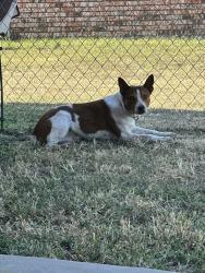 Lost Male Dog last seen N Nolan River & Yellow jacket rd, Cleburne, TX 76033