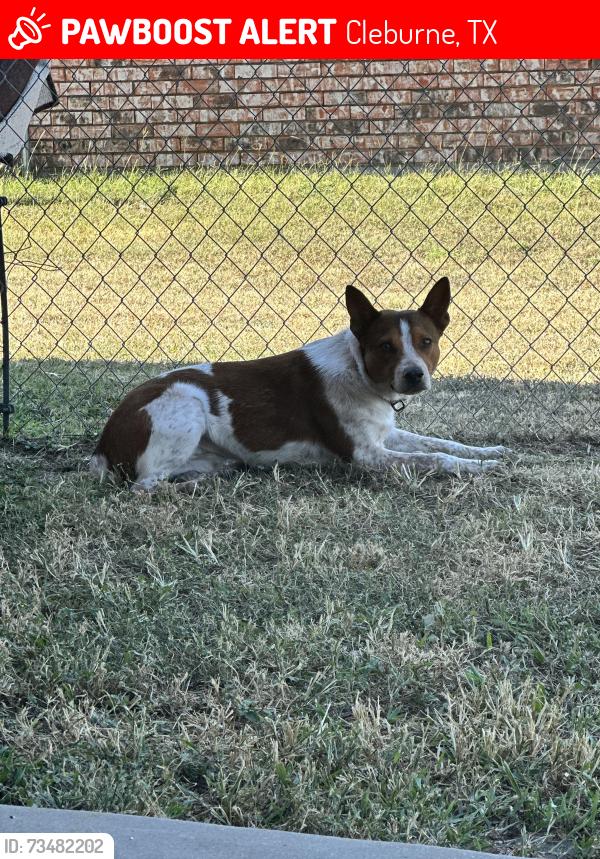 Lost Male Dog last seen N Nolan River & Yellow jacket rd, Cleburne, TX 76033