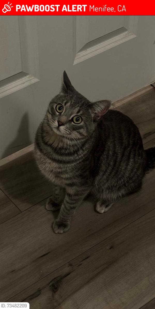 Lost Male Cat last seen Near Ethanac, Menifee, CA 92585