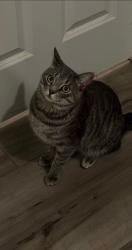 Lost Male Cat last seen Near Ethanac, Menifee, CA 92585