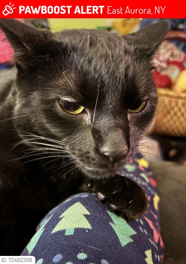 Lost Male Cat last seen Main St. near Vidler’s and Rick’s on Main, East Aurora, NY 14052