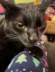 Lost Male Cat last seen Main St. near Vidler’s and Rick’s on Main, East Aurora, NY 14052