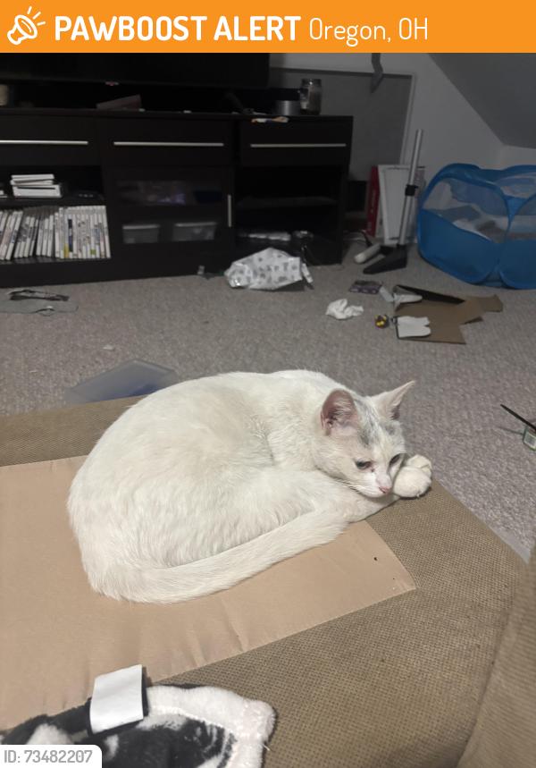 Found/Stray Unknown Cat last seen Grasser & dearborn, Oregon, OH 43616