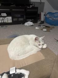 Found/Stray Unknown Cat last seen Grasser & dearborn, Oregon, OH 43616