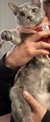Lost Female Cat last seen Avalon and san simeon ave, Oxnard, CA 93033