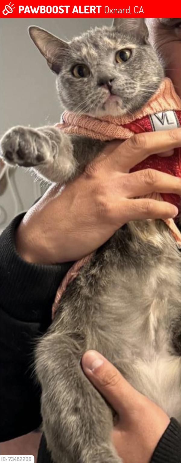Lost Female Cat last seen Avalon and san simeon ave, Oxnard, CA 93033