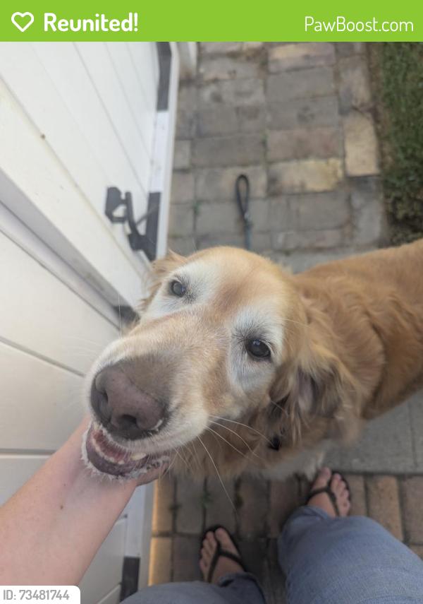 Reunited Unknown Dog last seen Wardlow and Greenbrier, 90808, Long Beach, CA 90808