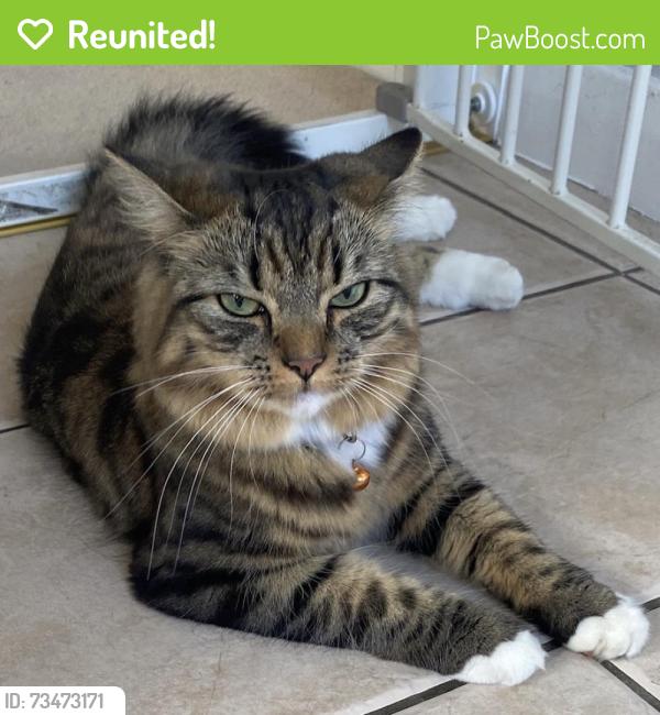 Reunited Female Cat last seen Cherry Grove, Great Glen, England 