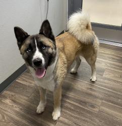 Shelter Stray Male Dog last seen Mission Gorge Road, San Diego, CA, 92120, 5500 Gaines St, San Diego, CA 92110, USA