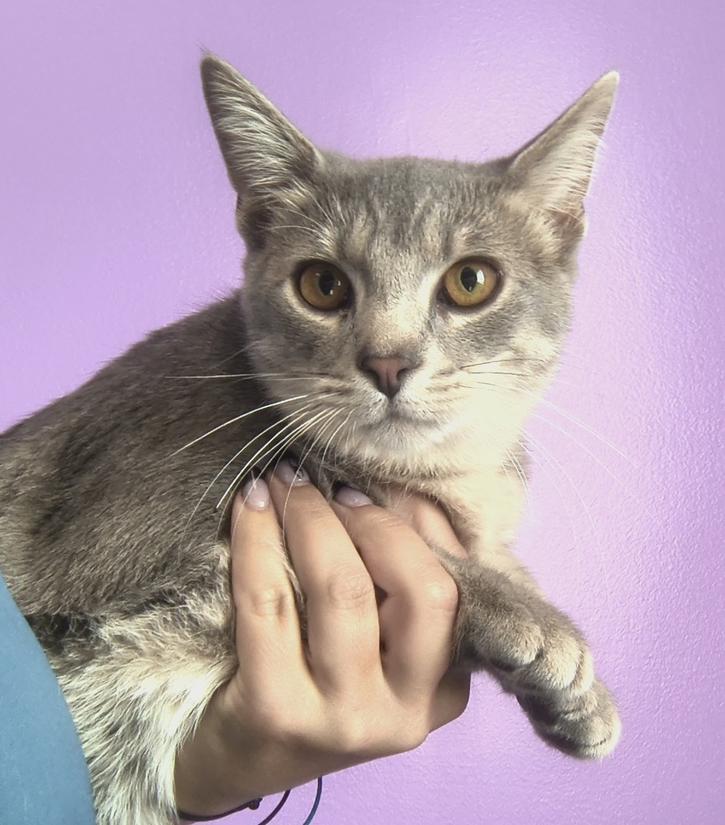 Shelter Stray Male Cat last seen Near S 1250 E, MILLCREEK, UT, 84117, 511 W 3900 S, Salt Lake City, UT 84123, USA