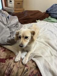 Found/Stray Unknown Dog last seen 41st Street & Pear Blossom Highway, Palmdale, CA 93552