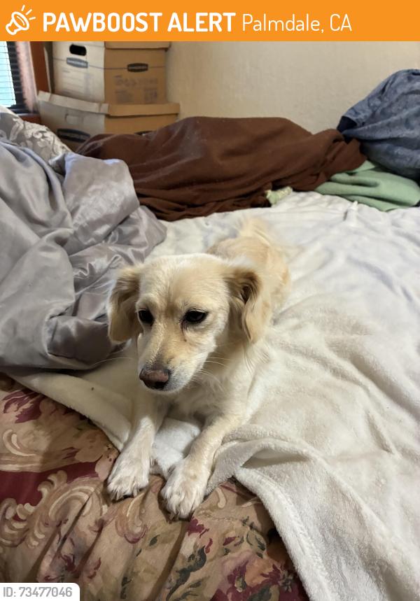 Found/Stray Unknown Dog last seen 41st Street & Pear Blossom Highway, Palmdale, CA 93552