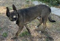Shelter Stray Male Dog last seen Near W 3200 S, Magna Township, UT, 84044, 511 W 3900 S, Salt Lake City, UT 84123, USA
