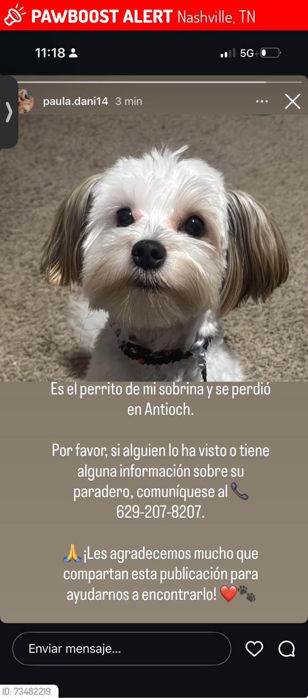 Lost Male Dog last seen Antioch, Nashville, TN 37013