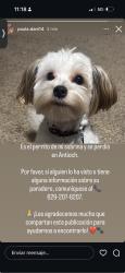 Lost Male Dog last seen Antioch, Nashville, TN 37013