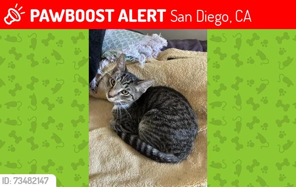 Lost Male Cat last seen Near West Mountain View Dr., San Diego, CA 92116