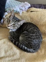 Lost Male Cat last seen Near West Mountain View Dr., San Diego, CA 92116