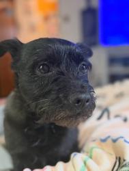 Lost Male Dog last seen Alburger and Springview Roa, Philadelphia, PA 19115