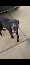 Found/Stray Male Dog last seen Skylark Road, Mary Esther, Okaloosa County, FL 32569