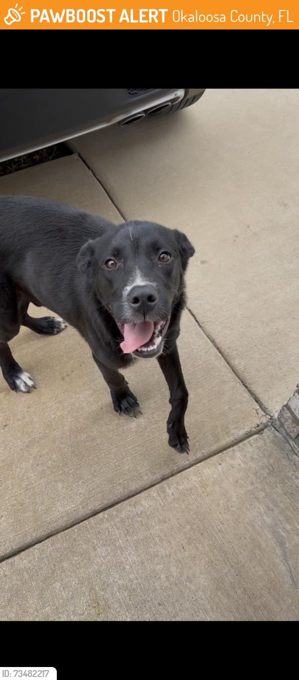 Found/Stray Male Dog last seen Skylark Road, Mary Esther, Okaloosa County, FL 32569