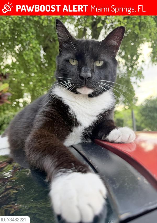 Lost Male Cat last seen Plover Avenue, Cardinal Avenue, Miami Springs, FL 33166