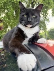 Lost Male Cat last seen Plover Avenue, Cardinal Avenue, Miami Springs, FL 33166