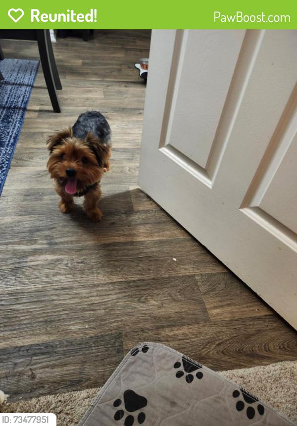 Reunited Male Dog last seen The lodge at West Oaks, Houston, TX 77082